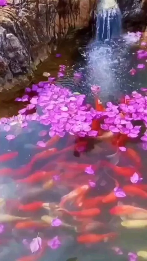 9709 maldives honeymoon