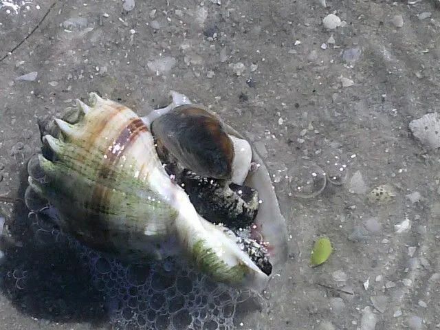 9743 honeymoon island summer