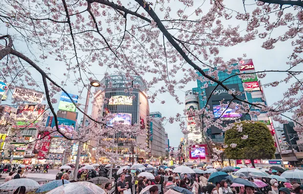 9754 maldives honeymoon