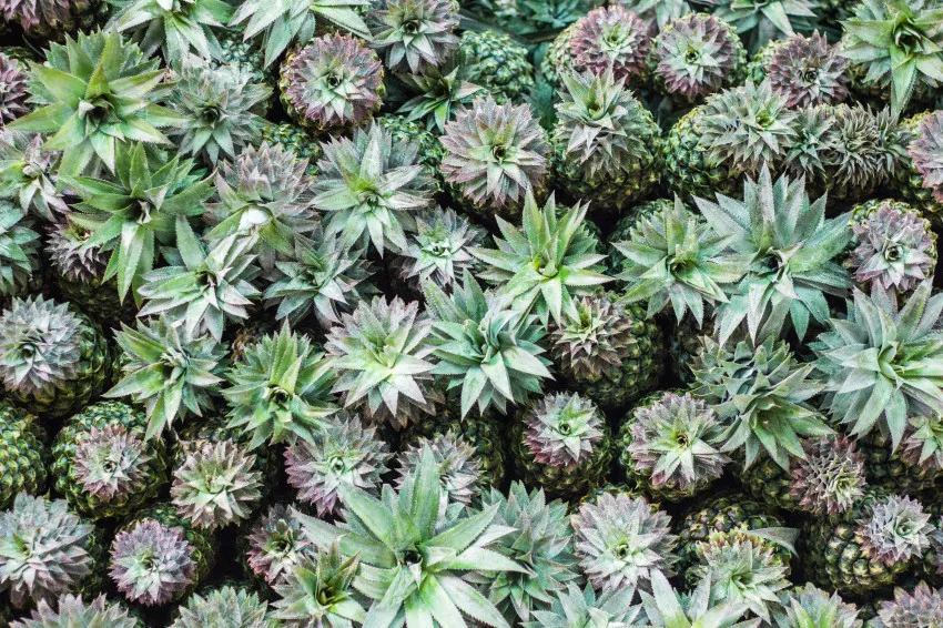 9764 couple spa koh samui