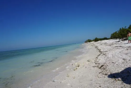 9797 honeymoon island dolphin watching