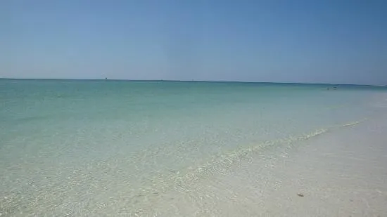 9797 honeymoon island shells