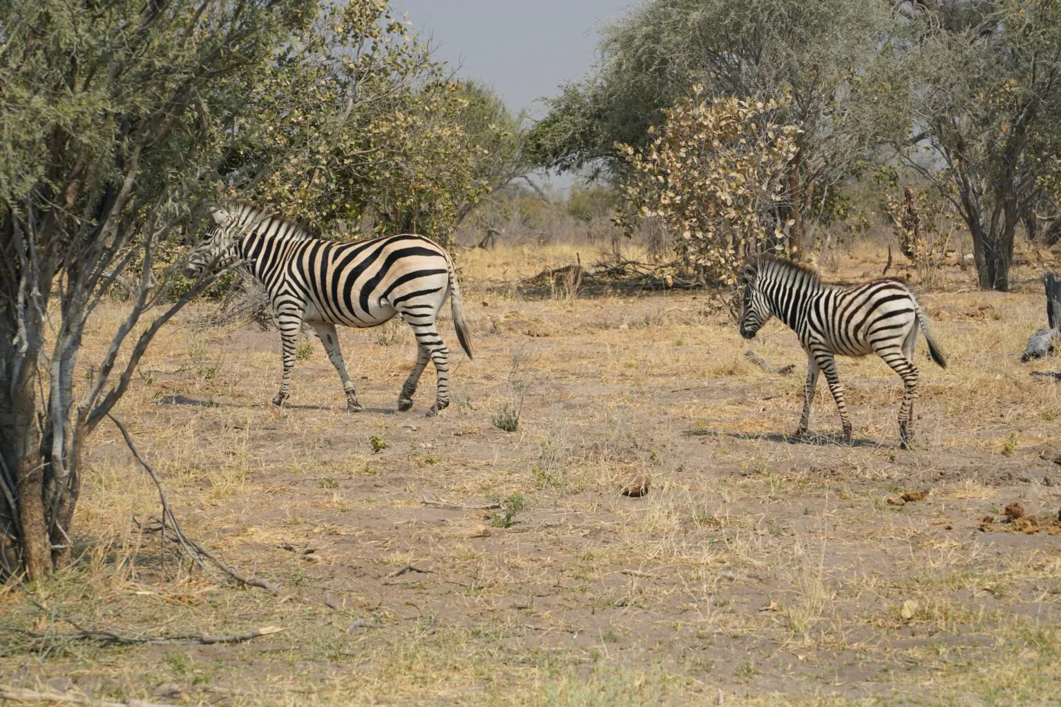 9919 maldives honeymoon