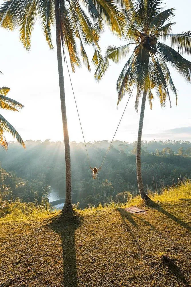 9921 honeymoon island dolphin