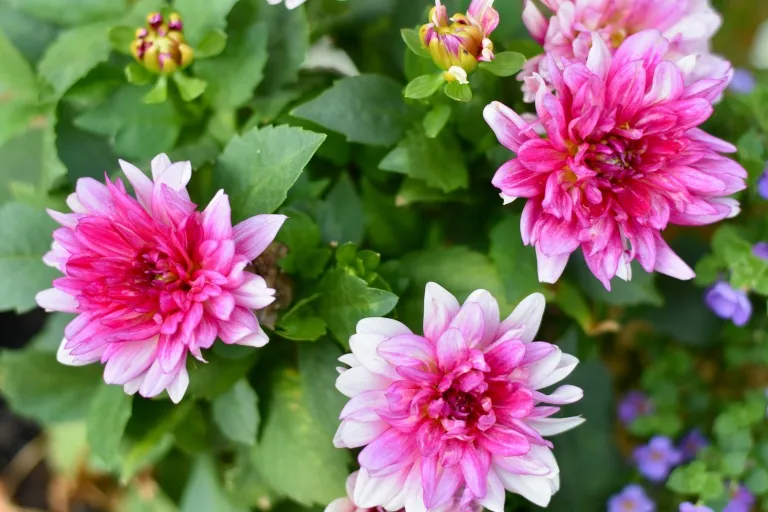 9955 nashville hotel