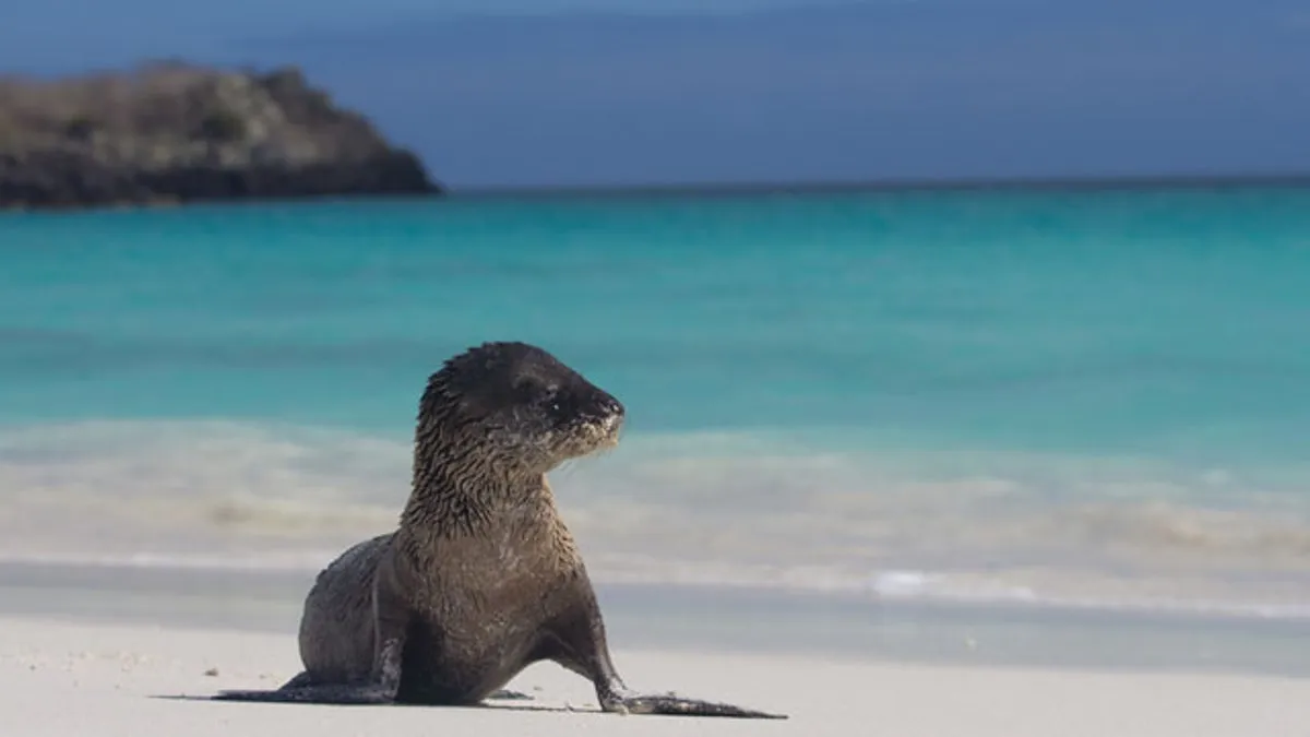 9965 rock climbing honeymoon