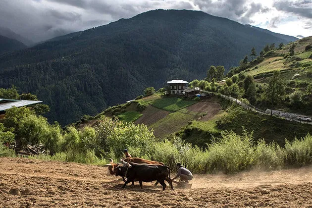 9976 bhutan honeymoon trekking