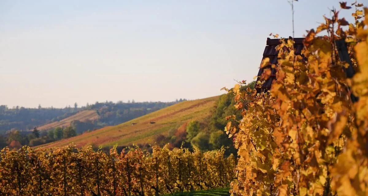 9982 tuscany honeymoon